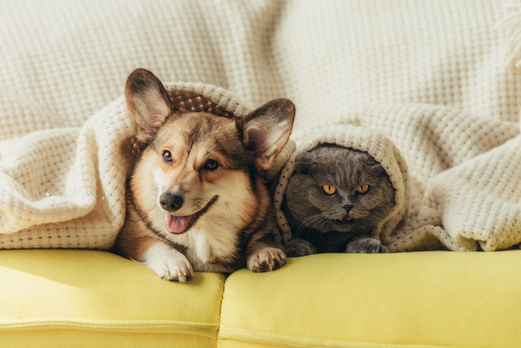 funny pets lying under blanket on sofa